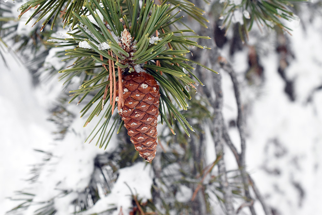 troodos-ice-festival_40