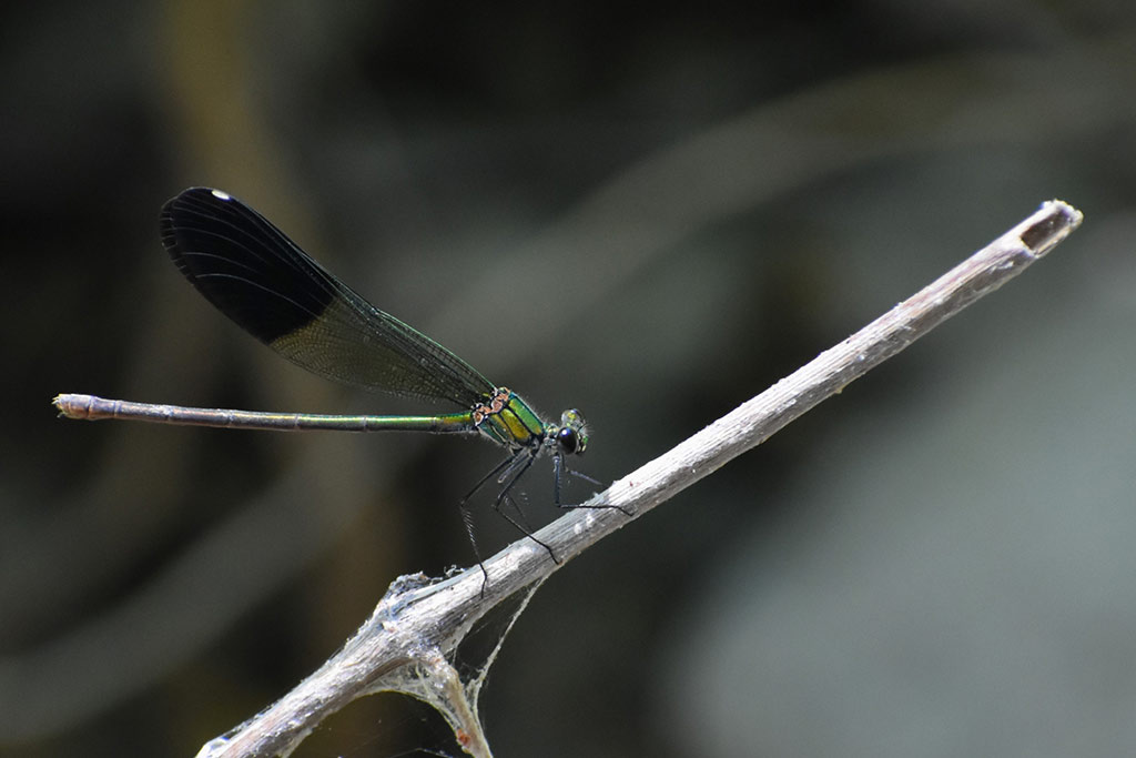 xeros-river-offroad-adventure_37