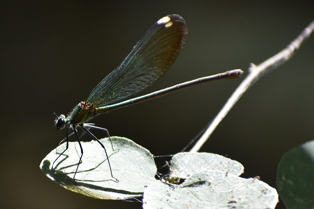 xeros-river-offroad-adventure_38