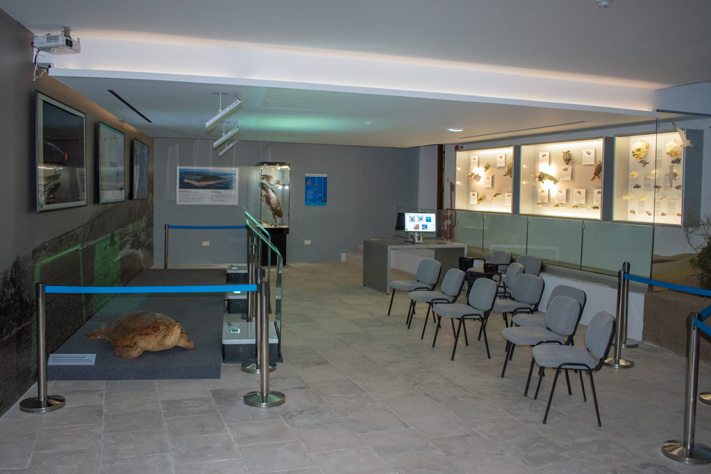 ineia-turtle-museum_09