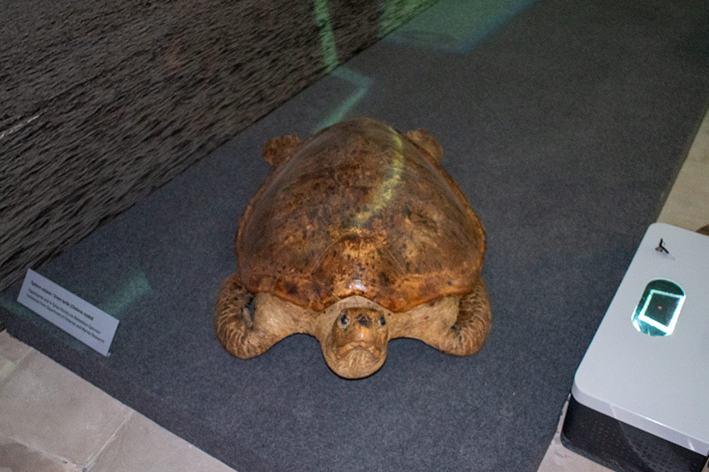 Ineia-turtle-museum 11 ineia-turtle-museum_11