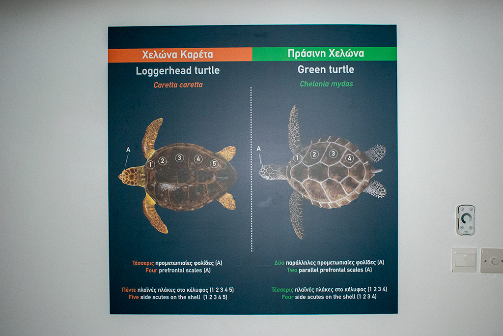 Ineia-turtle-museum 12 ineia-turtle-museum_12