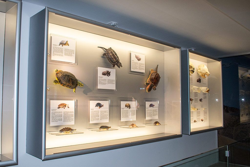 Ineia-turtle-museum 13 ineia-turtle-museum_13