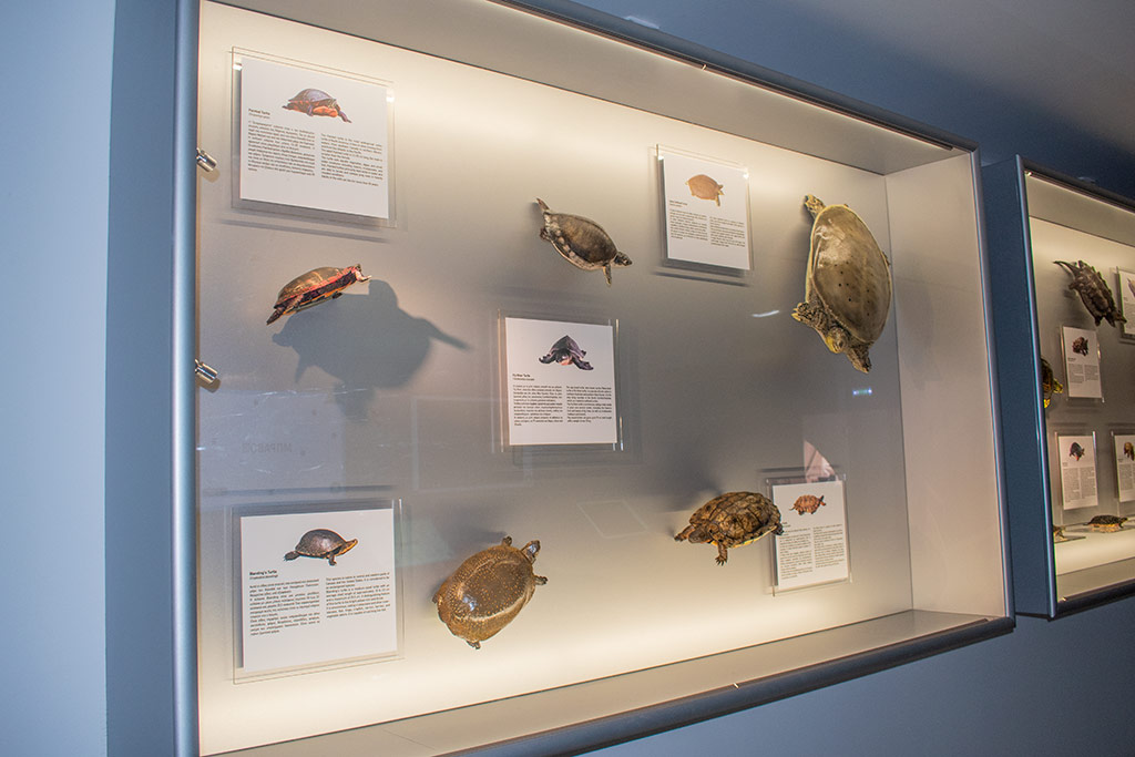 Ineia-turtle-museum 14 ineia-turtle-museum_14