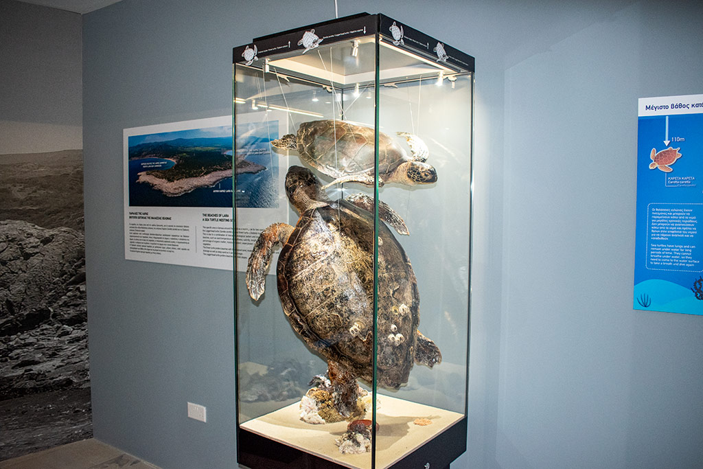 Ineia-turtle-museum 15 ineia-turtle-museum_15