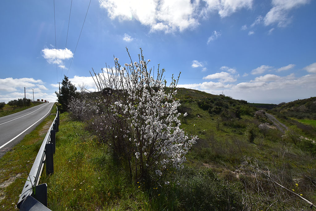 paphos-blossom_04