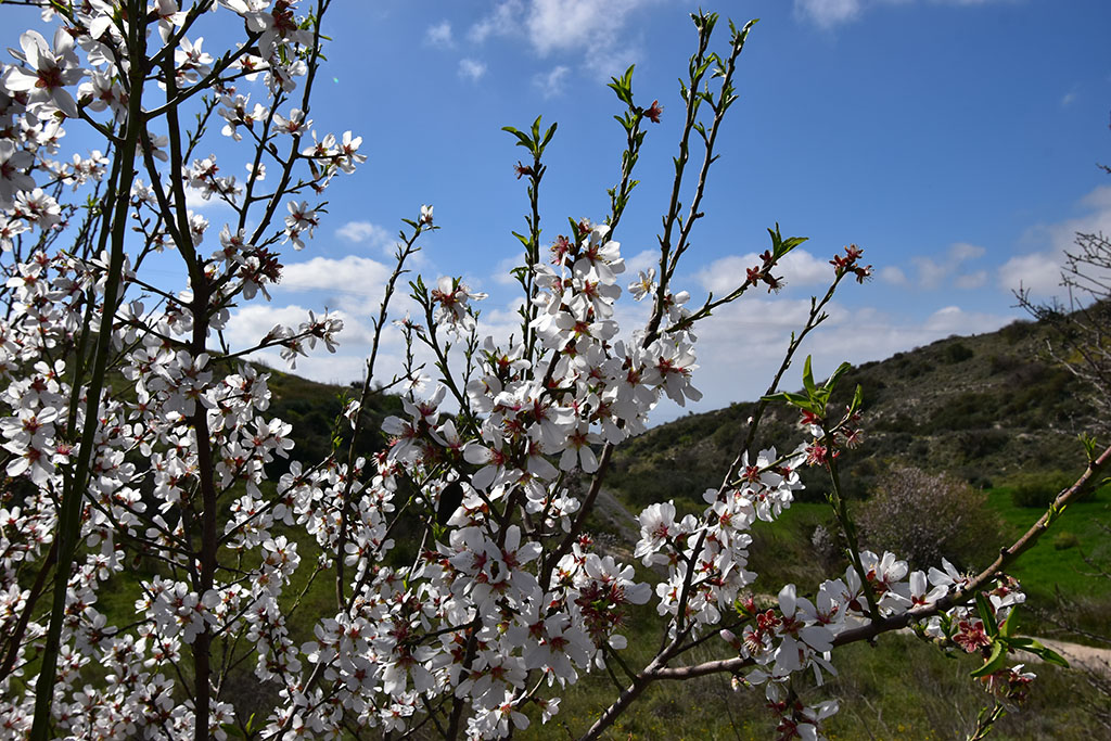 paphos-blossom_05