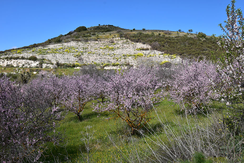 Paphos-blossom 06 paphos-blossom_06