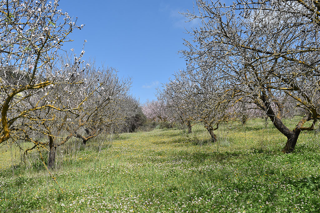 paphos-blossom_07