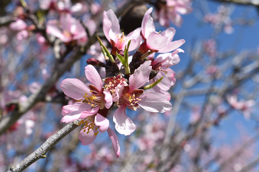 paphos-blossom_08