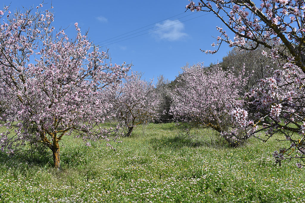 Paphos-blossom 10 paphos-blossom_10