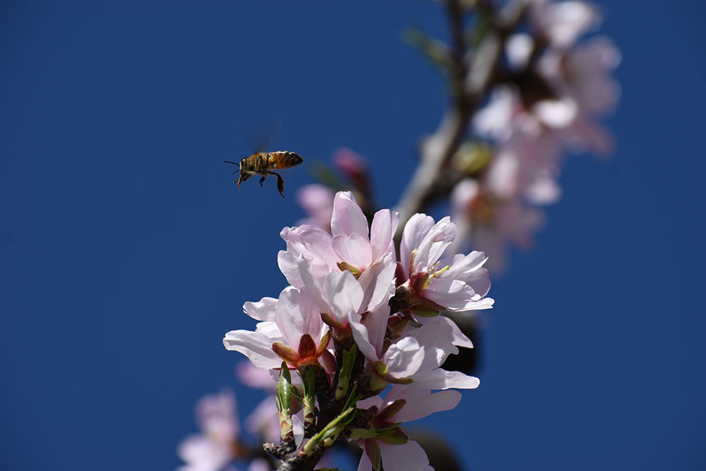 paphos-blossom_11