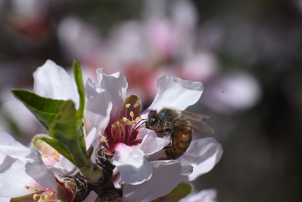 paphos-blossom_12
