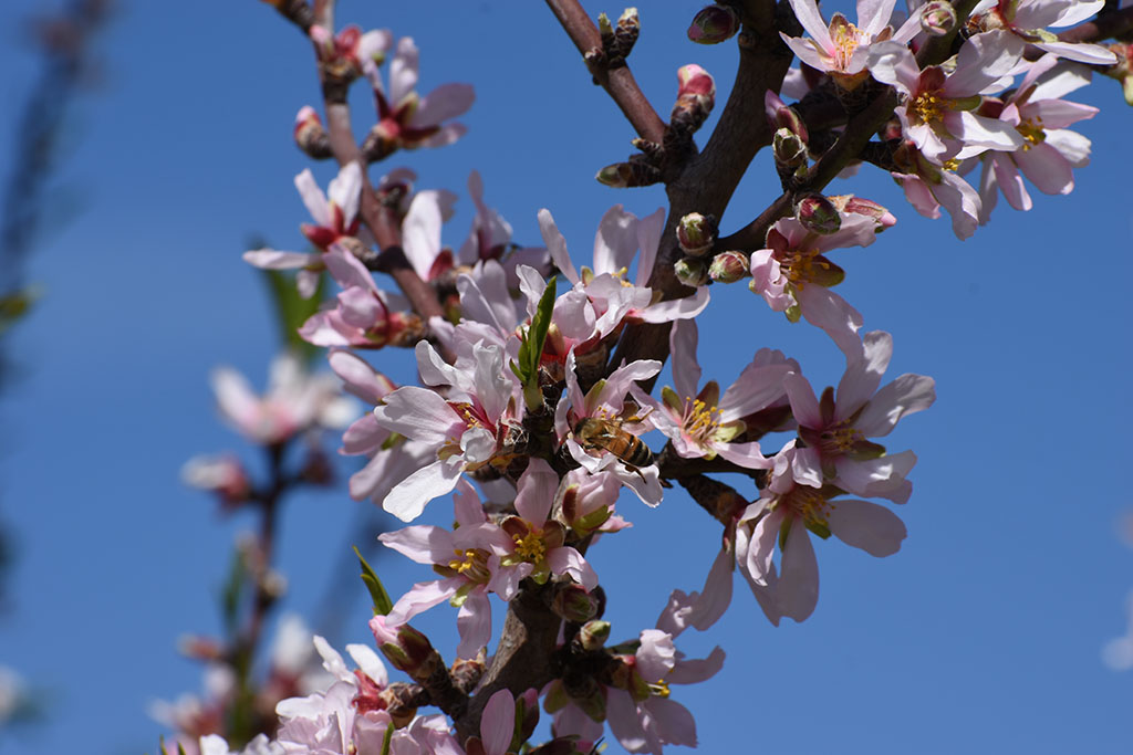 paphos-blossom_13
