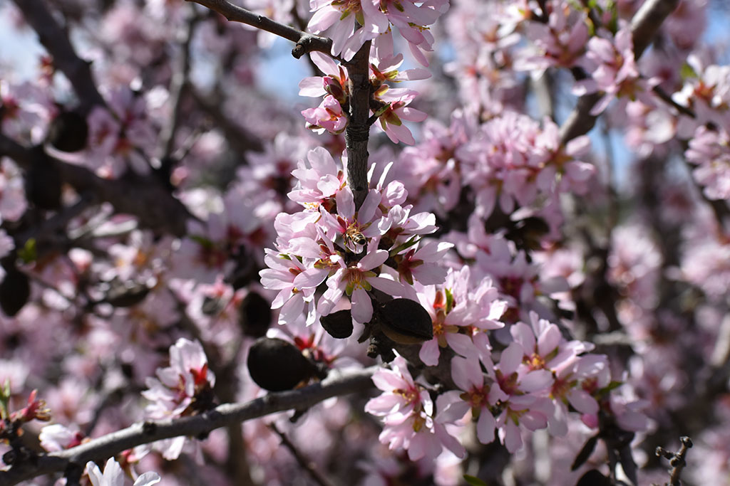 paphos-blossom_14