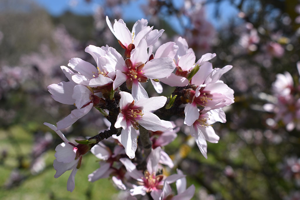 paphos-blossom_16