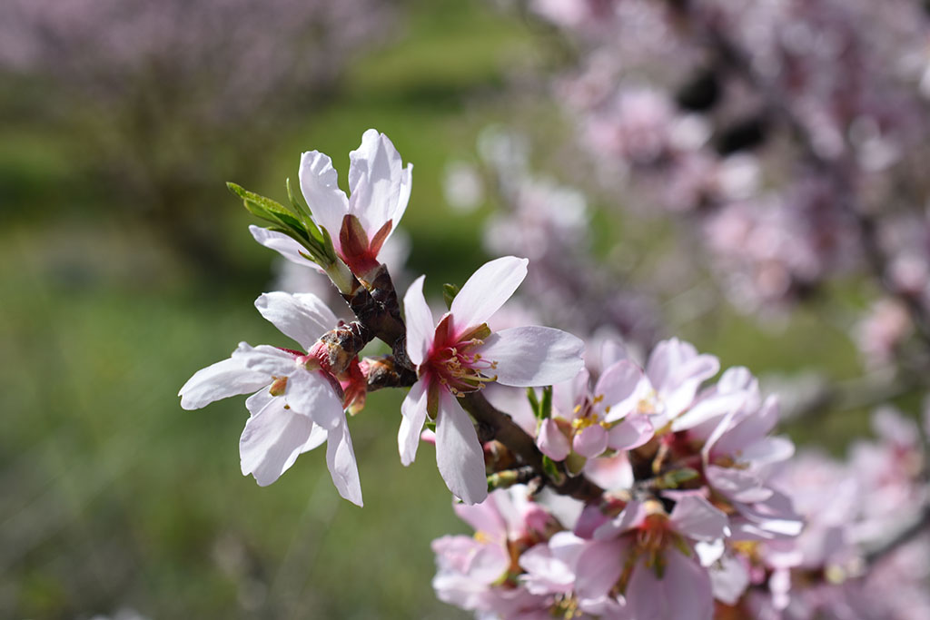 paphos-blossom_17