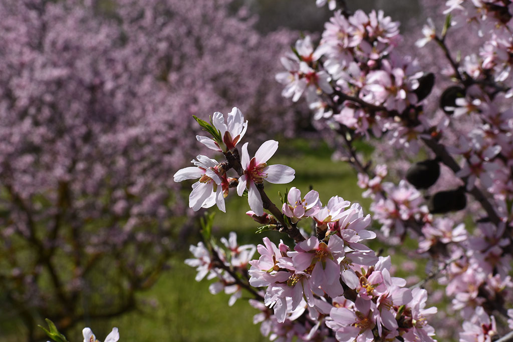 paphos-blossom_18