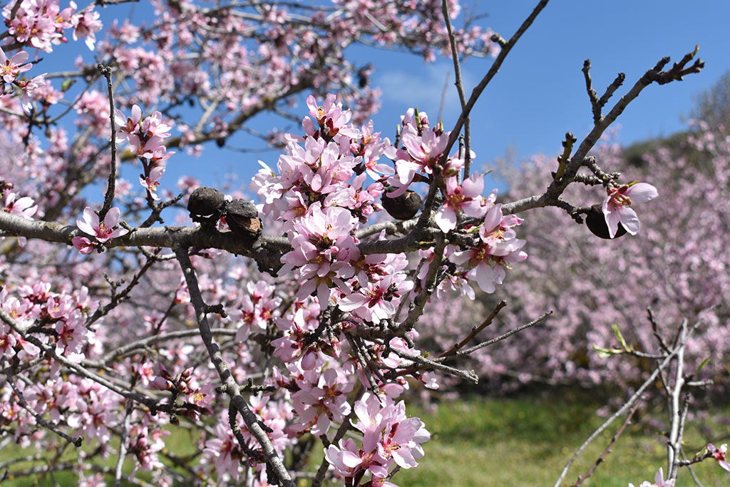 paphos-blossom_19