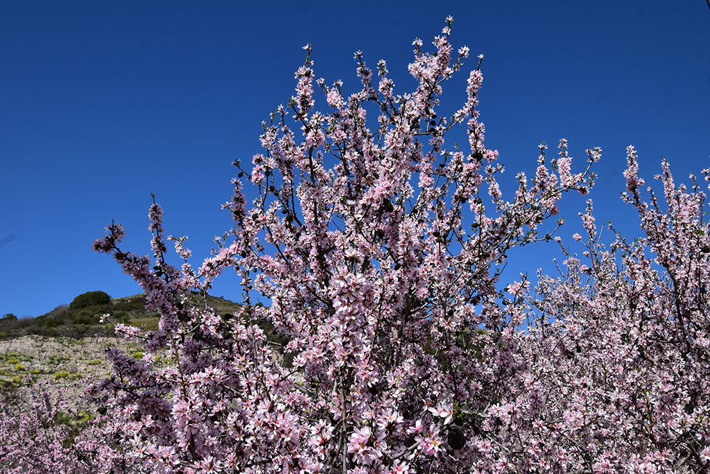 paphos-blossom_20