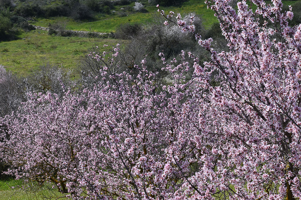Paphos-blossom 21 paphos-blossom_21