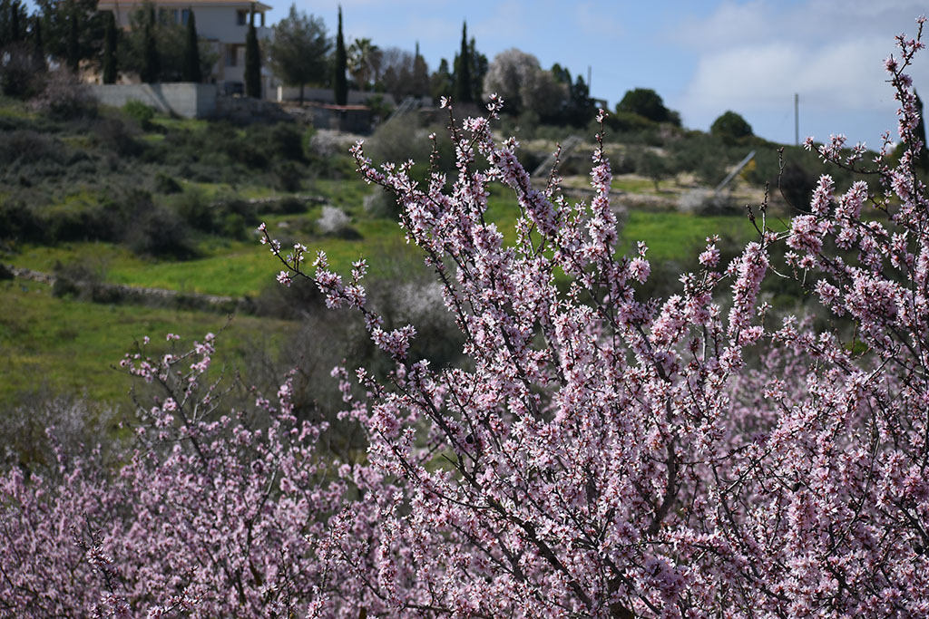 Paphos-blossom 22 paphos-blossom_22