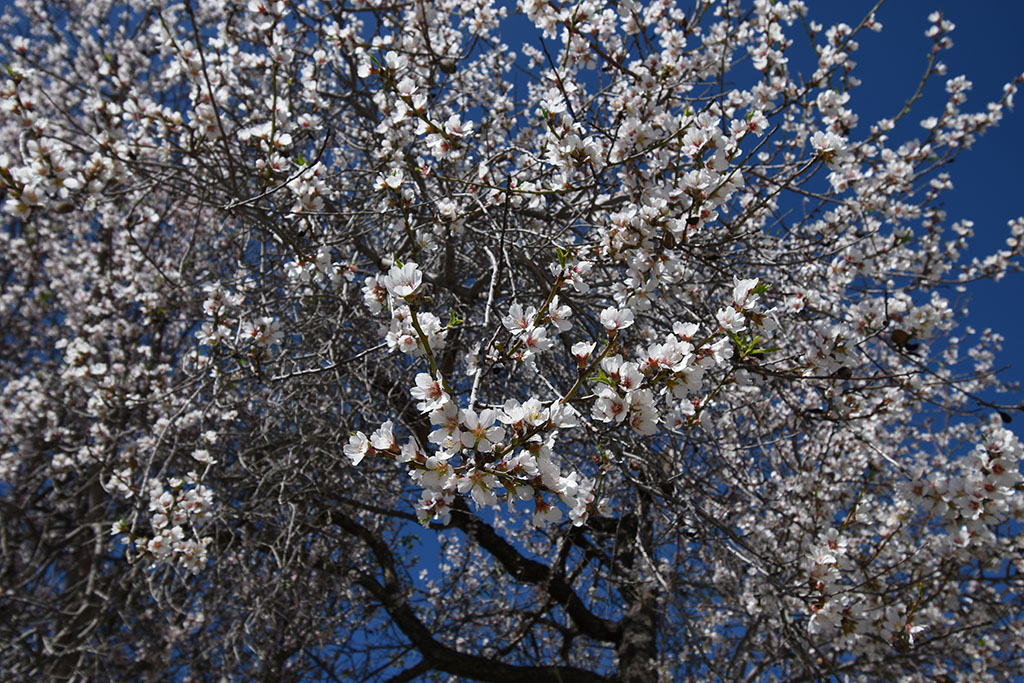 Paphos-blossom 24 paphos-blossom_24