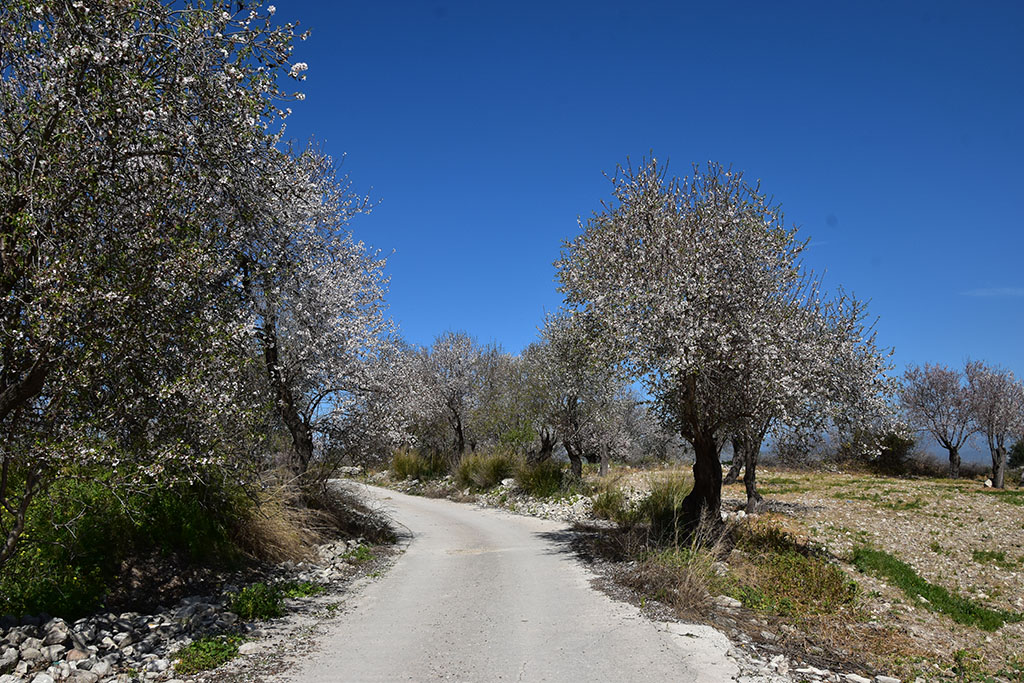 Paphos-blossom 30 paphos-blossom_30