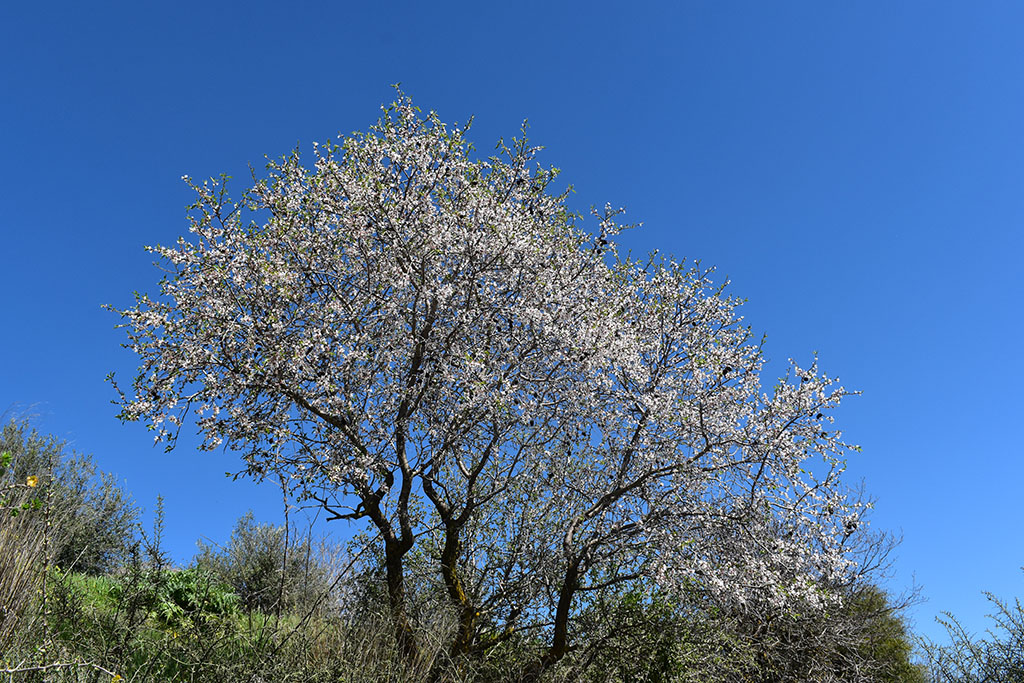 Paphos-blossom 31 paphos-blossom_31