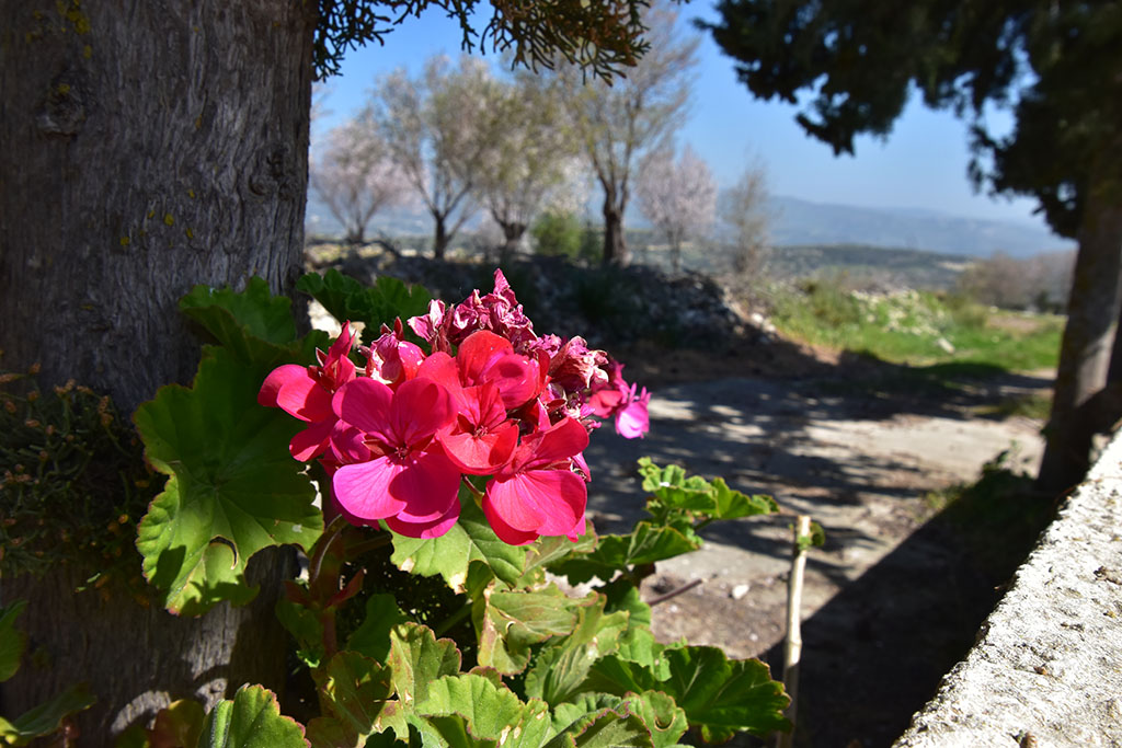 Paphos-blossom 33 paphos-blossom_33