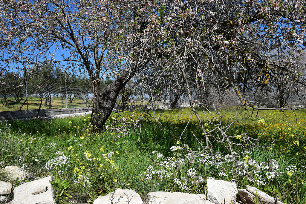 Paphos-blossom 36 paphos-blossom_36