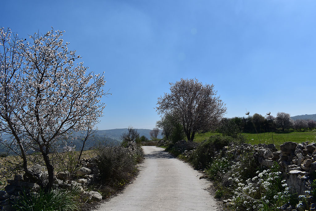 Paphos-blossom 37 paphos-blossom_37