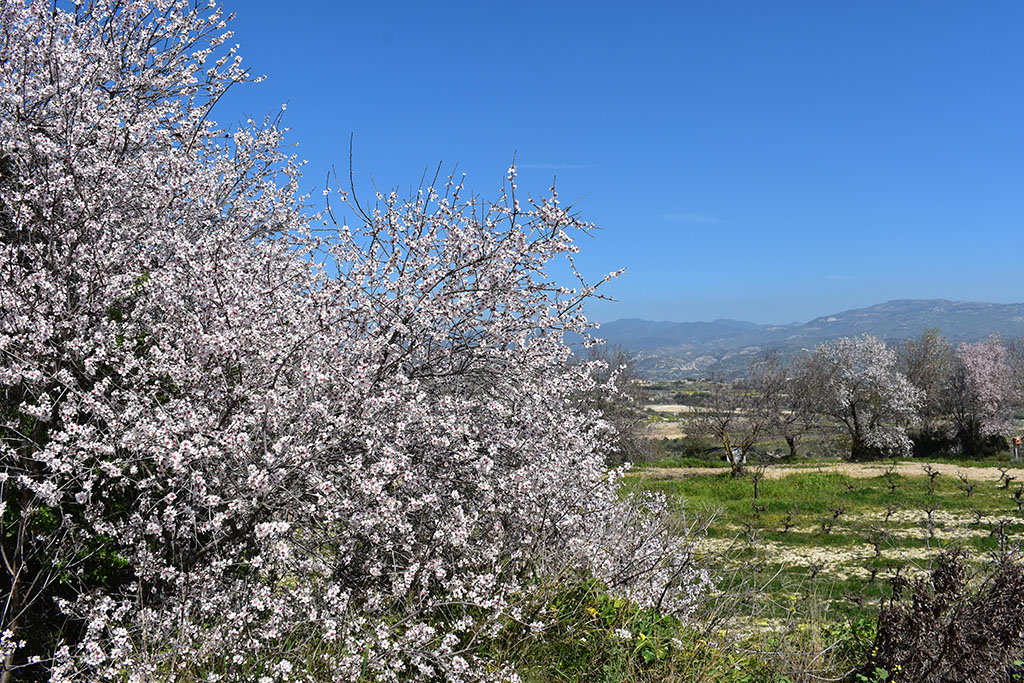 Paphos-blossom 41 paphos-blossom_41