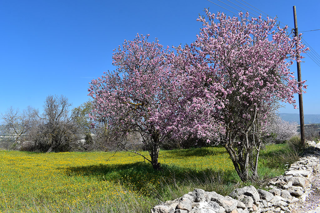 Paphos-blossom 42 paphos-blossom_42