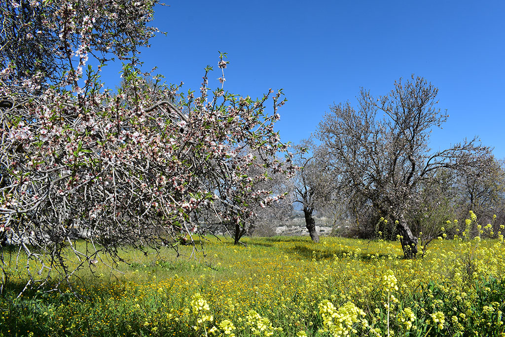 Paphos-blossom 44 paphos-blossom_44