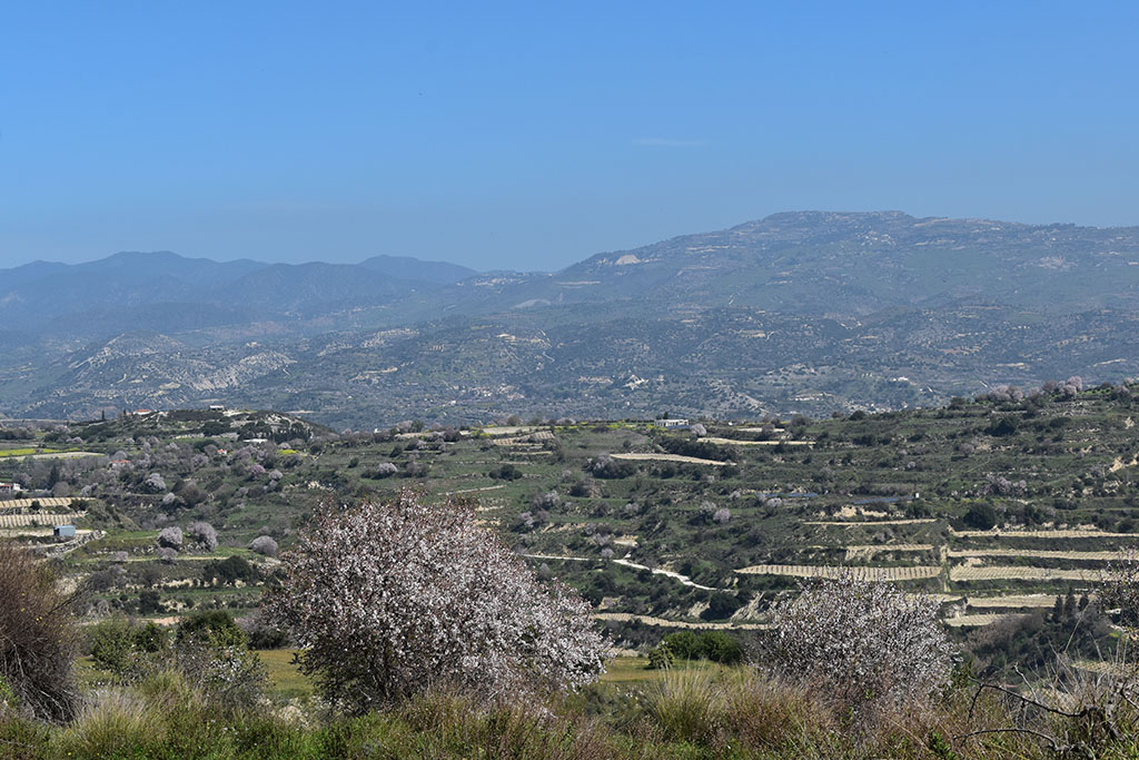 Paphos-blossom 45 paphos-blossom_45