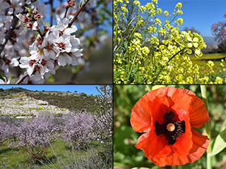 Paphos Blossom