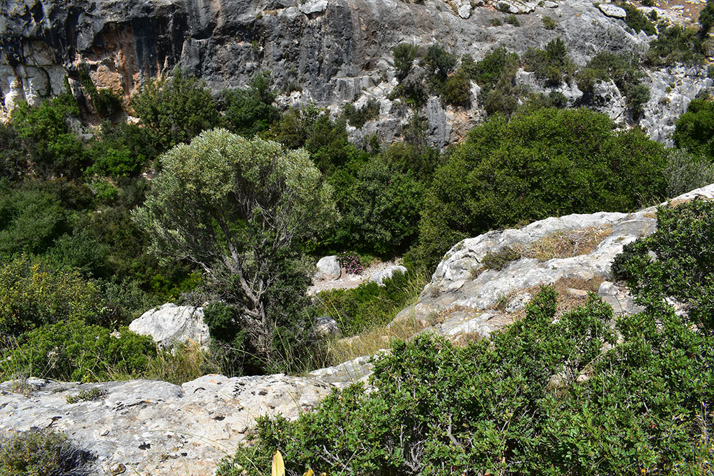 Petratis-gorge-part-1 17 petratis-gorge-part-1_17