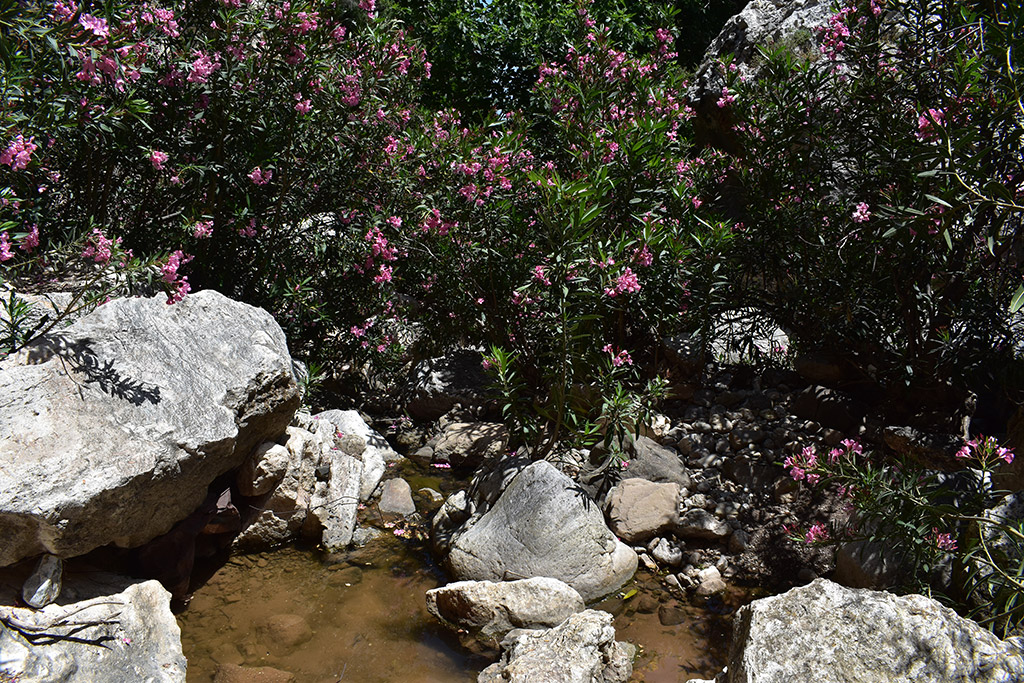 Petratis-gorge-part-2 24 petratis-gorge-part-2_24