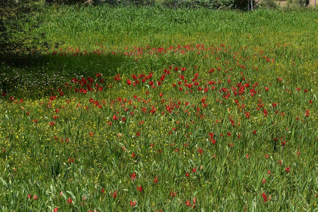Polemi-tulip-festival-2023 40 polemi-tulip-festival-2023_40