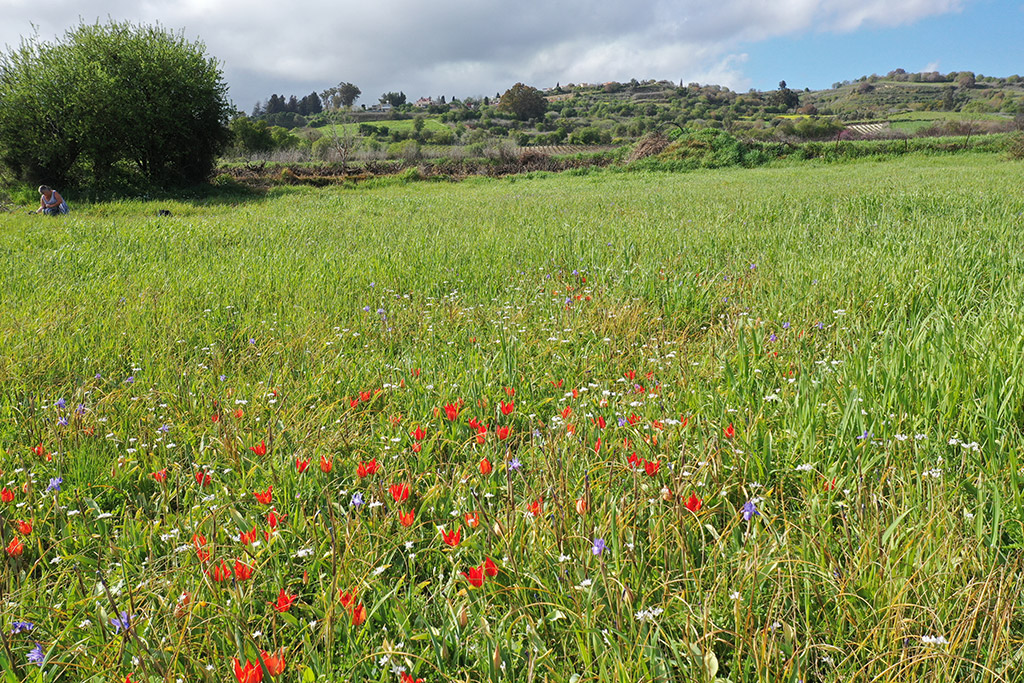 polemi-tulips-are-here_03