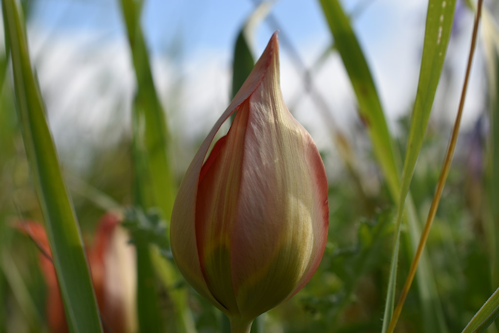 Polemi-tulips-are-here 04 polemi-tulips-are-here_04