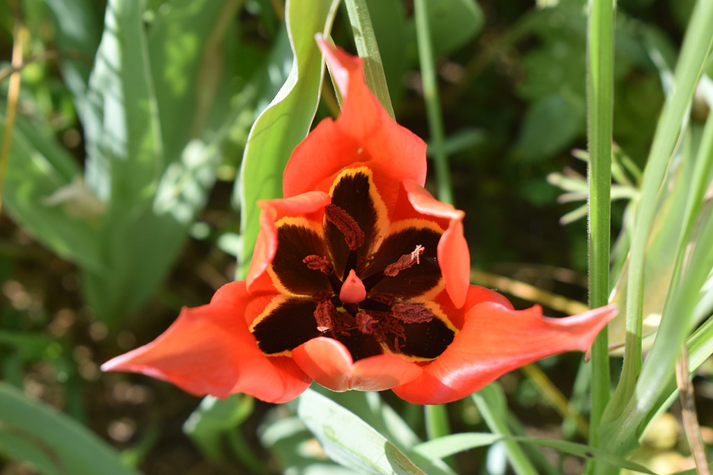 Polemi-tulips-are-here 05 polemi-tulips-are-here_05