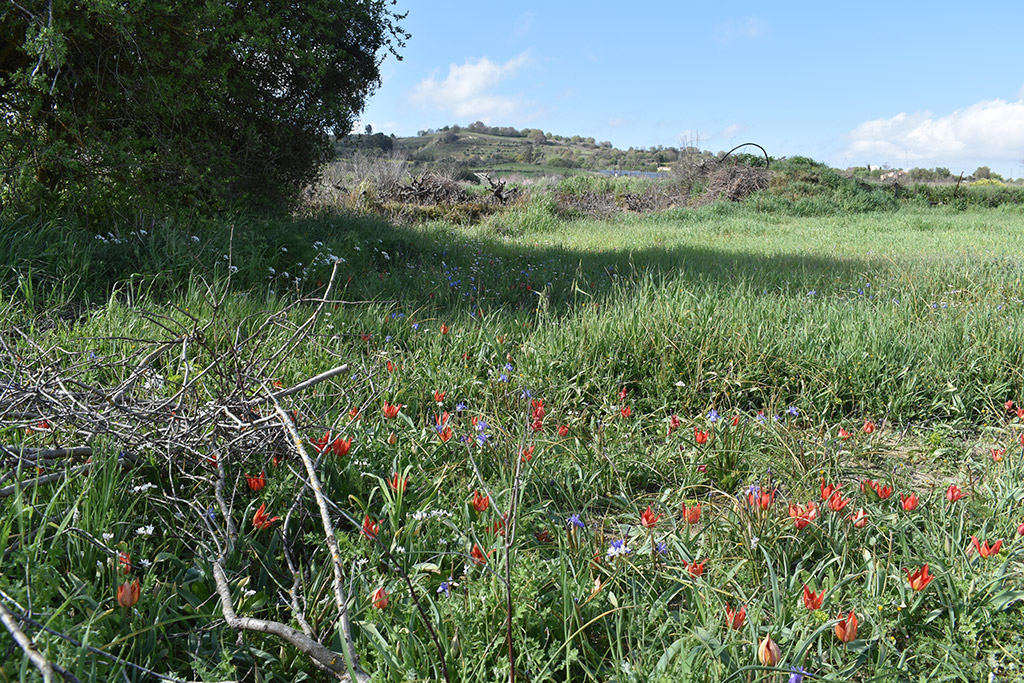 polemi-tulips-are-here_06