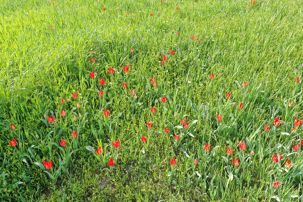 polemi-tulips-are-here_07