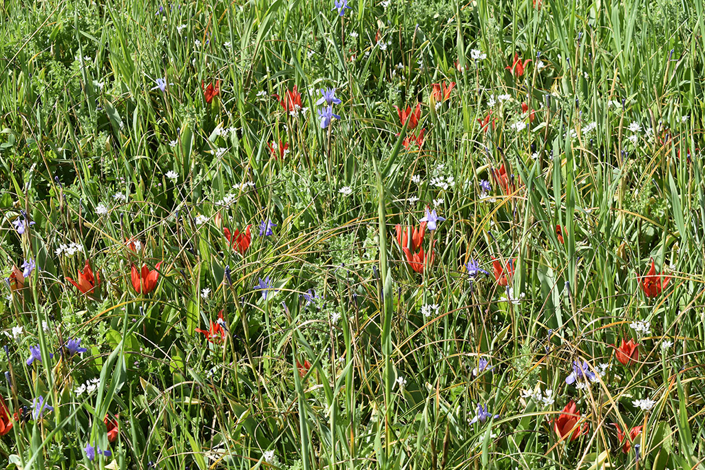polemi-tulips-are-here_08