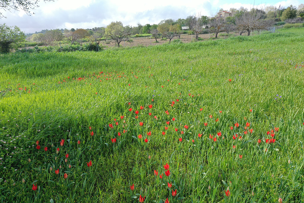 polemi-tulips-are-here_12