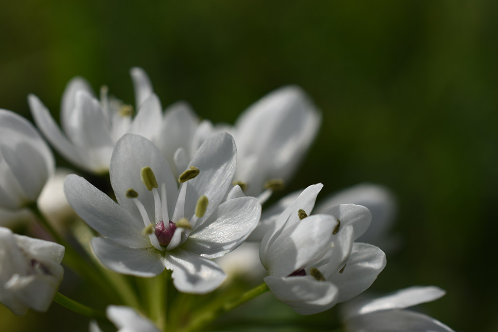 polemi-tulips-are-here_13
