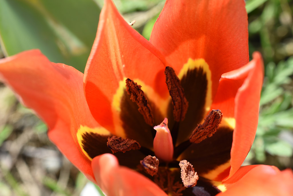 polemi-tulips-are-here_15