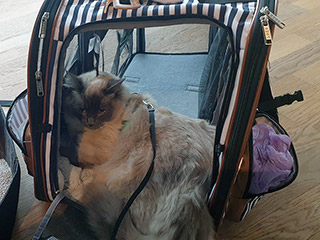 Transferring A Cat From UK to Cyprus